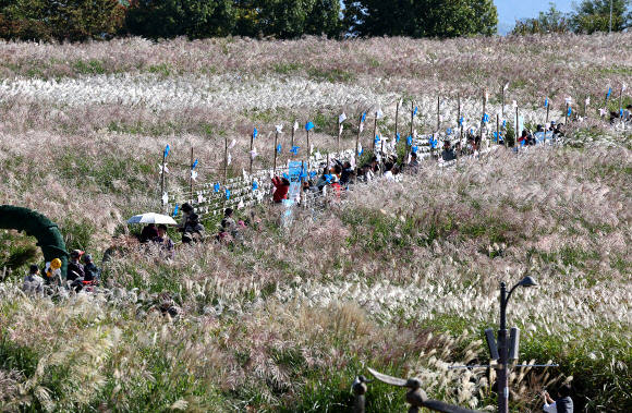 20일 서울억새축제가 열리는 서울 하늘공원의 모습. 이 축제는 25일까지 진행될 예정이다. 2024.10.20  연합뉴스