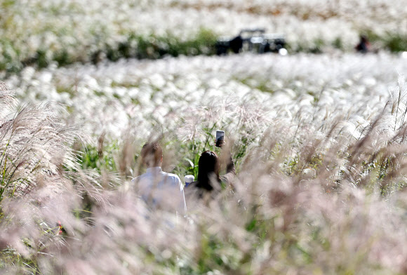 20일 서울억새축제가 열리는 서울 하늘공원의 모습. 이 축제는 25일까지 진행될 예정이다. 2024.10.20  연합뉴스