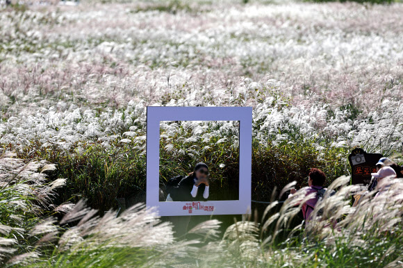 20일 서울억새축제가 열리는 서울 하늘공원의 모습. 이 축제는 25일까지 진행될 예정이다. 2024.10.20  연합뉴스