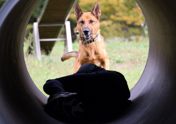 경찰의 날인 21일 오전 대전 유성구 대전경찰특공대 훈련장에서 실종자 수색 훈련 중인 대전 경찰견 맥시(3·말리노이즈)가 실종자를 찾은 뒤 이를 알리고 있다. 2024.10.21. 연합뉴스