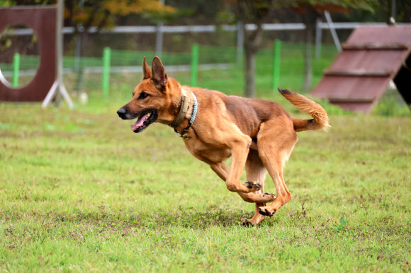 경찰의 날인 21일 오전 대전 유성구 대전경찰특공대 훈련장에서 경찰견 맥시(3·말리노이즈)가 실종자 수색 훈련을 하고 있다. 2024.10.21. 연합뉴스