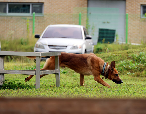 경찰의 날인 21일 오전 대전 유성구 대전경찰특공대 훈련장에서 경찰견 맥시(3·말리노이즈)가 실종자 수색 훈련을 하고 있다. 2024.10.21. 연합뉴스