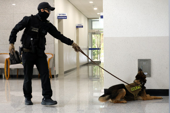 경찰의 날인 21일 대전 유성구 대전경찰특공대 건물 안에서 경찰견 아더(4·셰퍼드)가 핸들러 이상규 경사와 함께 폭발물 탐지 훈련을 하고 있다. 2024.10.21. 연합뉴스