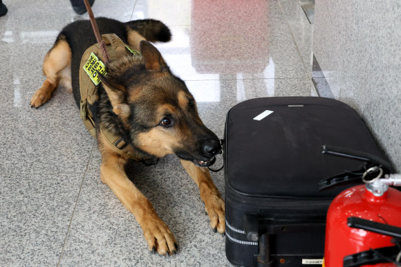 경찰의 날인 21일 대전 유성구 대전경찰특공대 건물 안에서 경찰견 아더(4·셰퍼드)가 가방에서 폭발물 냄새를 맡고, 자리에 앉아있다. 2024.10.21. 연합뉴스