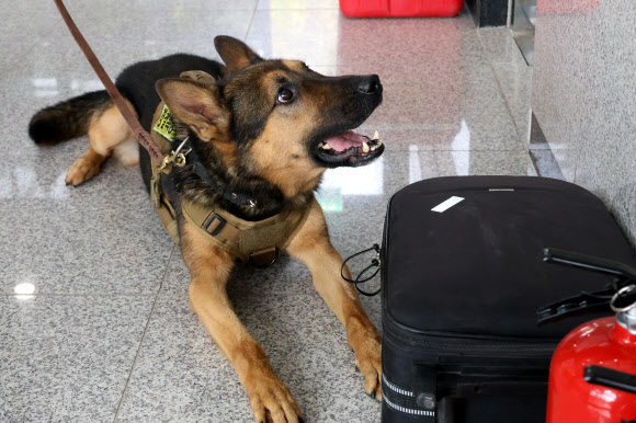 경찰의 날인 21일 대전 유성구 대전경찰특공대 건물 안에서 경찰견 아더(4·셰퍼드)가 가방에서 폭발물 냄새를 맡고, 자리에 앉아있다. 2024.10.21. 연합뉴스