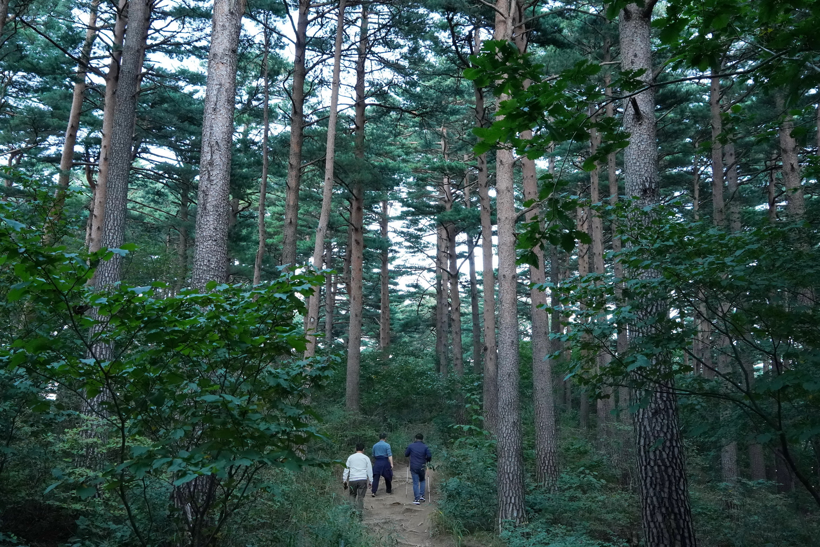 국립공원 산림 1㏊당 연간 14.33t의 온실가스를 흡수하는 것으로 나타났다. 이는 국민 1명이 한 해 배출량(13.1t)을 흡수할 수 있다. 대관령 소나무 숲. 서울신문 DB