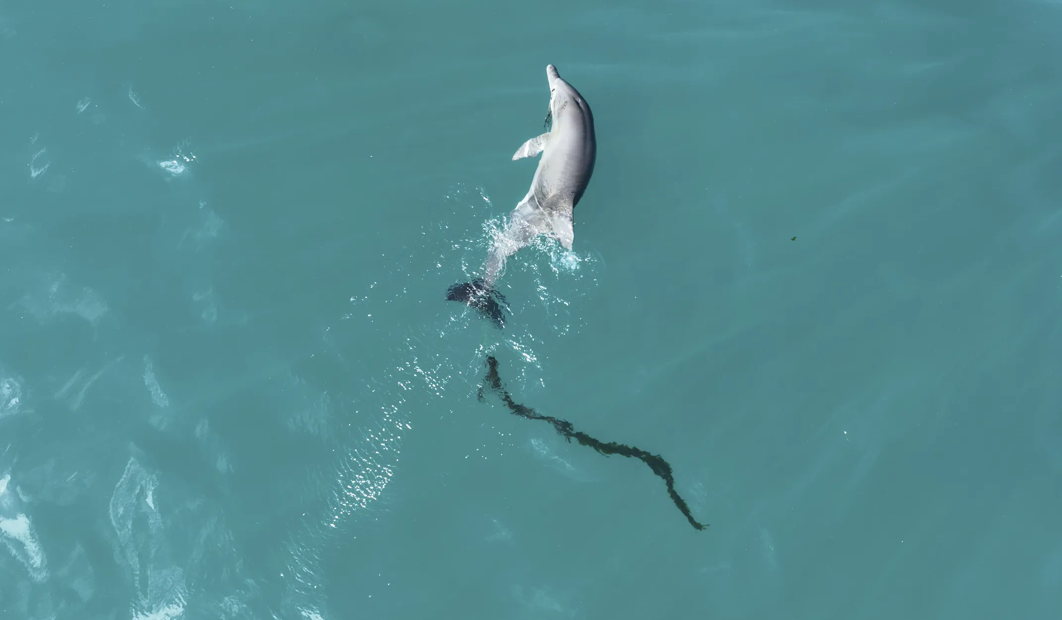 폐어구(낚싯줄)에 걸린 제주남방큰돌고래 종달이의 모습. 제주돌고래긴급구조단은 낚싯줄 일부를 제거하는데 성공했으나 여전히 낚싯줄이 남은 채 살아가고 있는 것으로 알려졌다. 서울신문DB