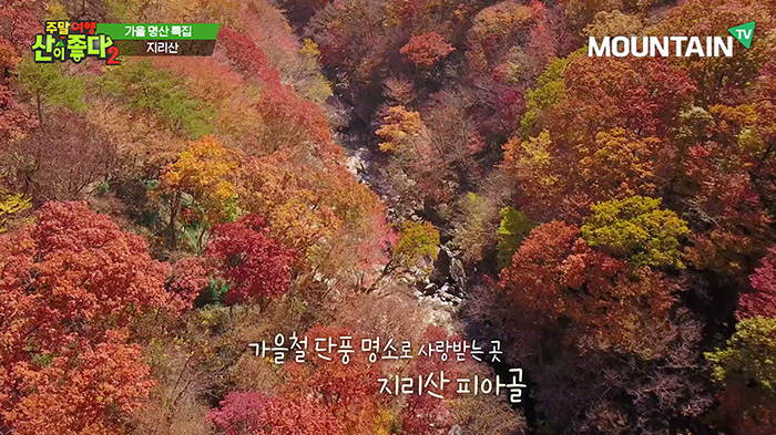 가을철 단풍 명소로 사랑받는 지리산 피아골 풍경. 마운티TV 제공