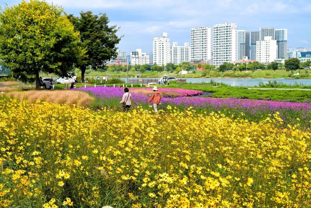 울산 남구 태화강 그라스정원. 시민들이 그라스정원 꽃길을 걸으며 가을을 만끽하고 있다. 울산 남구 제공