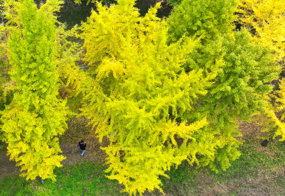 절기 입동을 아흐레 앞둔 29일 전남 나주시 남평읍 은행나무수목원의 은행나무가 노랗게 물들어가고 있다. 2024.10.29. 연합뉴스