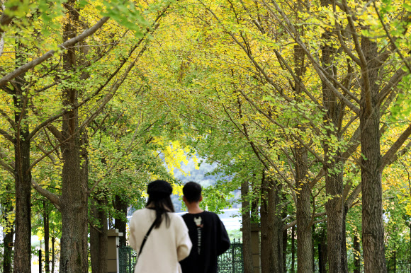 29일 전남 나주시 남평읍 은행나무수목원에서 시민들이 가을 정취를 즐기고 있다. 2024.10.29. 연합뉴스