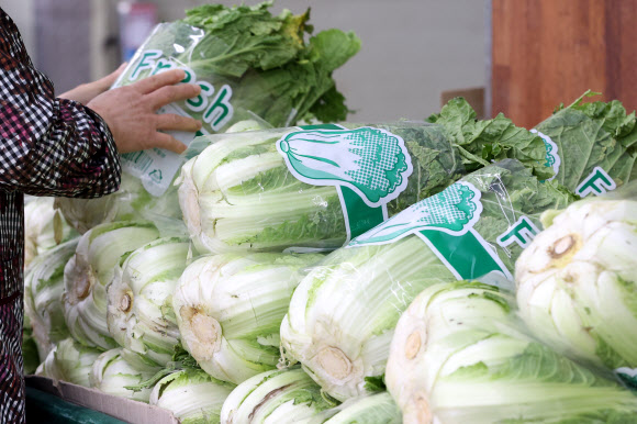 가을배추ㆍ무 재배면적 줄어