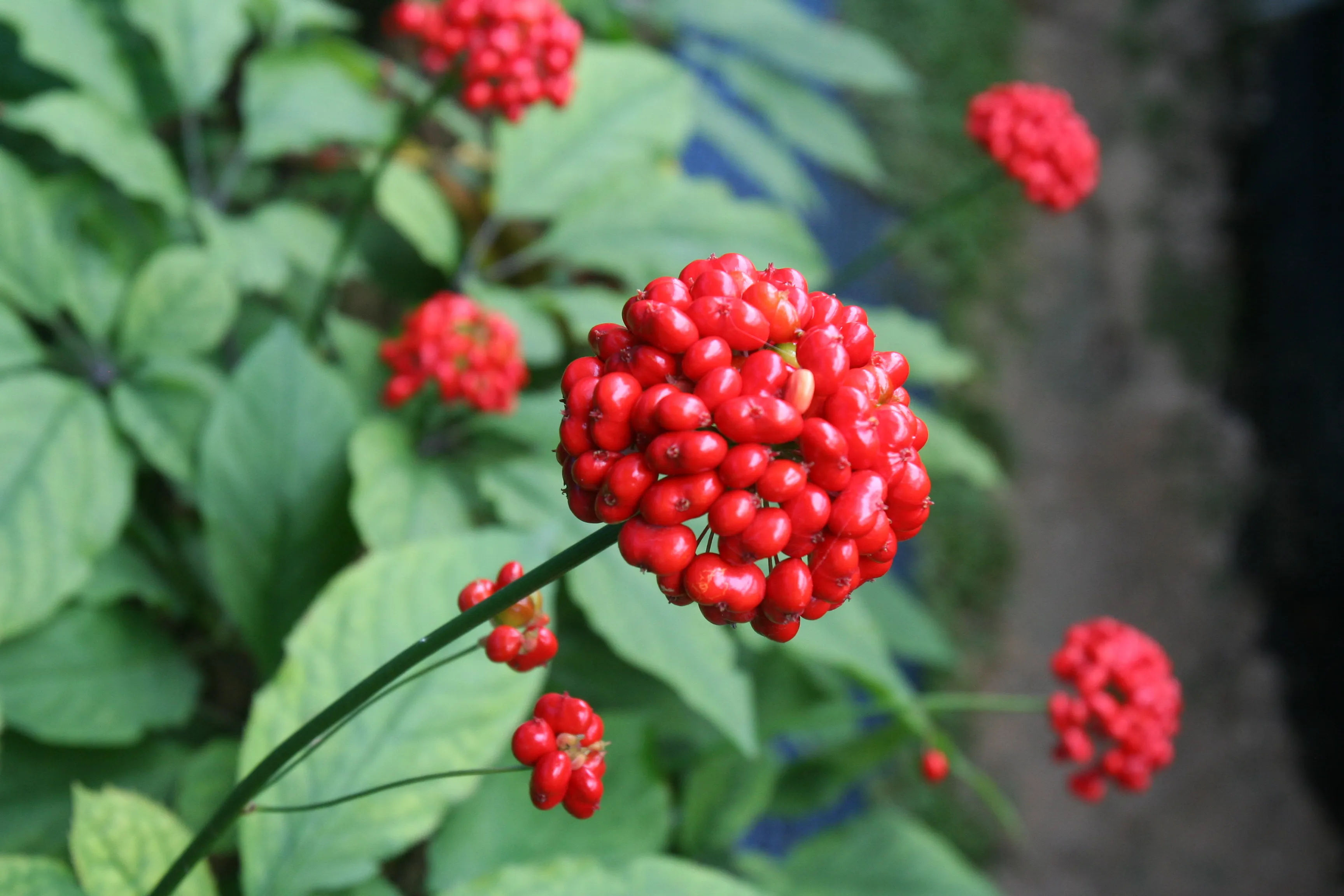 인삼딸(열매).
금산군 제공