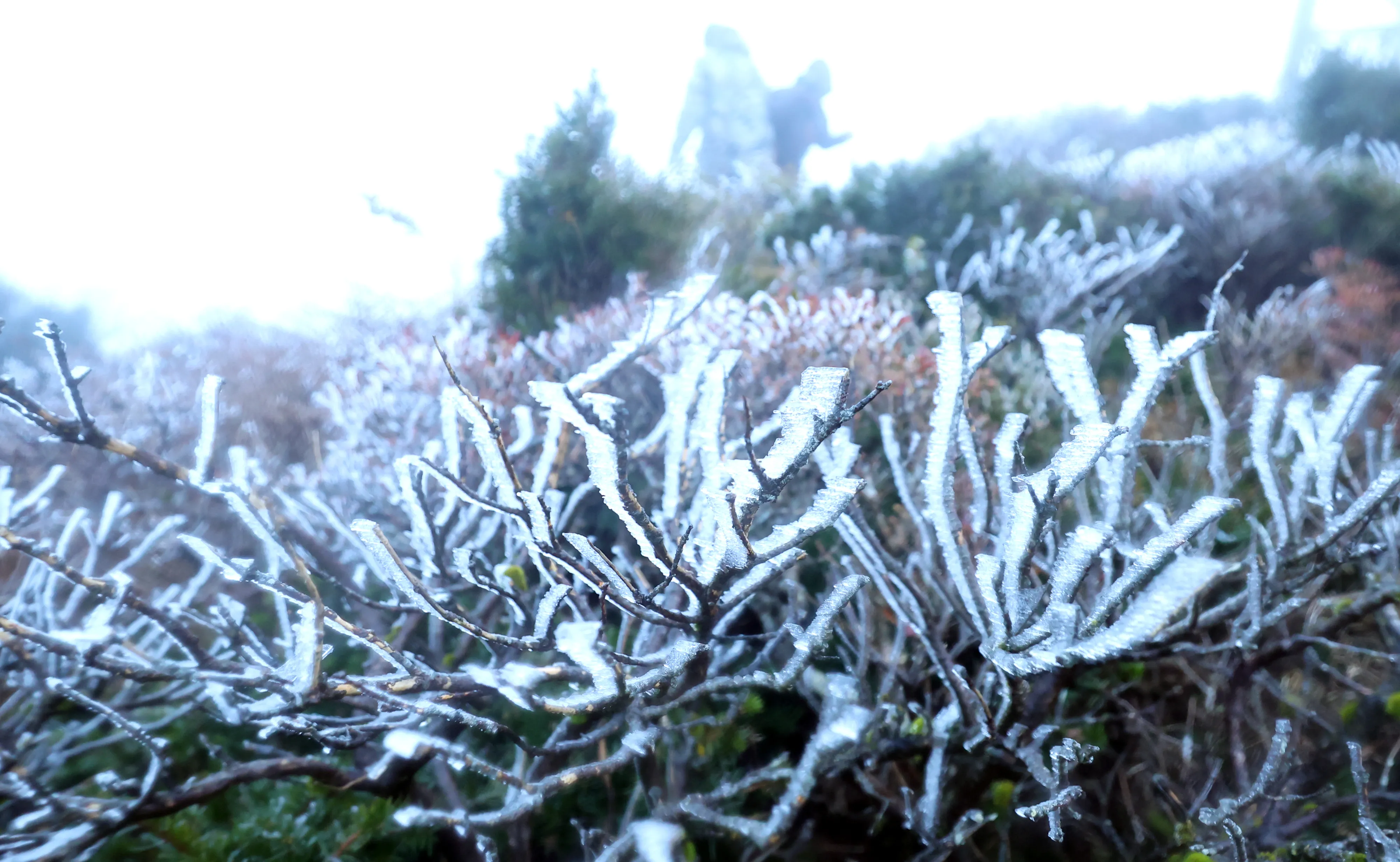 상고대  절기상 입동을 하루 앞둔 6일 오전 제주 한라산국립공원 영실 탐방로 윗세족은오름 부근에 상고대가 피어 탐방객 눈길을 끌고 있다. 연합뉴스