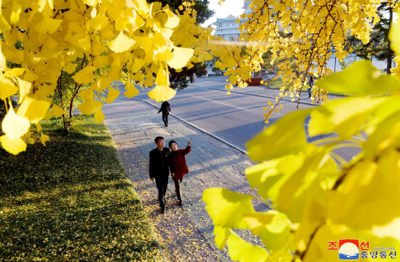 평양 시내 승리거리와 천리마거리를 비롯한 주요 도로에 은행나무들이 노란 단풍으로 물들어 가을 풍경을 자아내고 있다고 조선중앙통신이 6일 보도했다. 2024.11.6  평양 조선중앙통신 연합뉴스