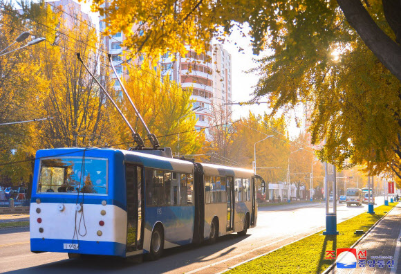 평양 시내 승리거리와 천리마거리를 비롯한 주요 도로에 은행나무들이 노란 단풍으로 물들어 가을 풍경을 자아내고 있다고 조선중앙통신이 6일 보도했다. 2024.11.6   평양 조선중앙통신 연합뉴스