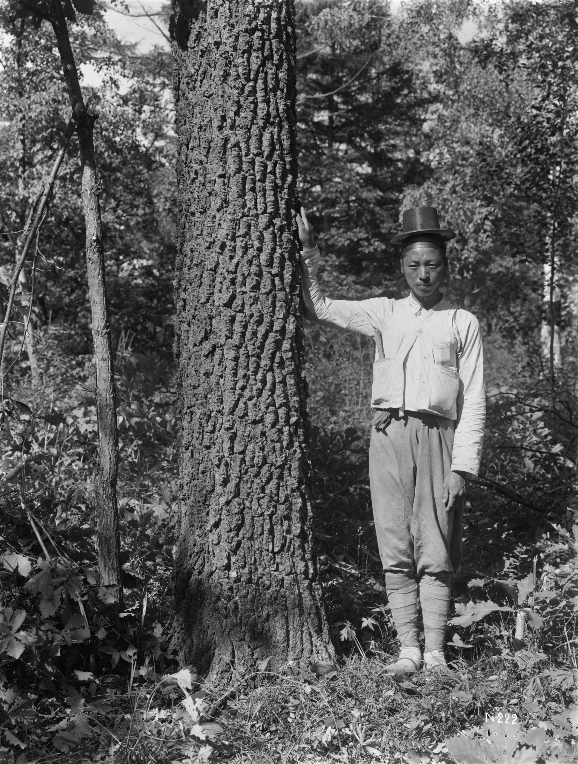 1917년 미국의 윌슨 원정대가 금강산에서 채집해 간 우리나라 금강인가목이 영국에서 강인한 생명력을 이어 가고 있다. 미국 아널드수목원의 윌슨 원정대가 함경북도 무산군에서 찍은 사진. 한반도 전 지역을 탐사한 원정대는 금강산에서 금강인가목을 채집했다.  아널드수목원 제공