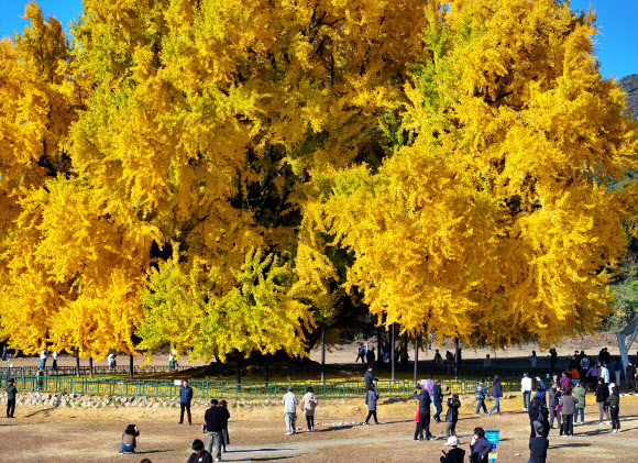 만추 알리는 반계리 은행나무