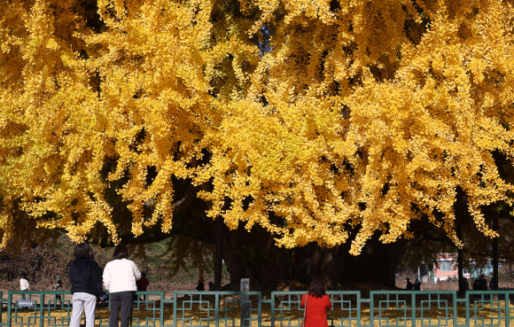 가을 절정 알리는 원주 반계리 은행나무