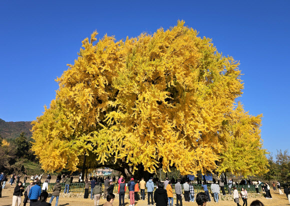 관광객 붐비는 반계리 은행나무