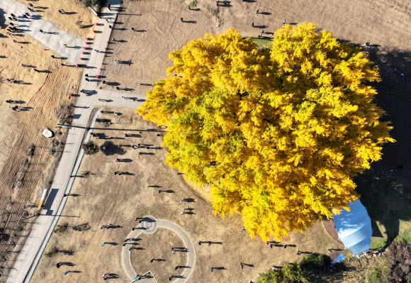 만추 알리는 반계리 은행나무
