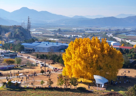 만추 알리는 원주 반계리 은행나무