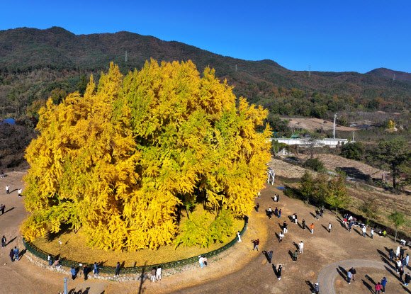 노랗게 물든 반계리 은행나무