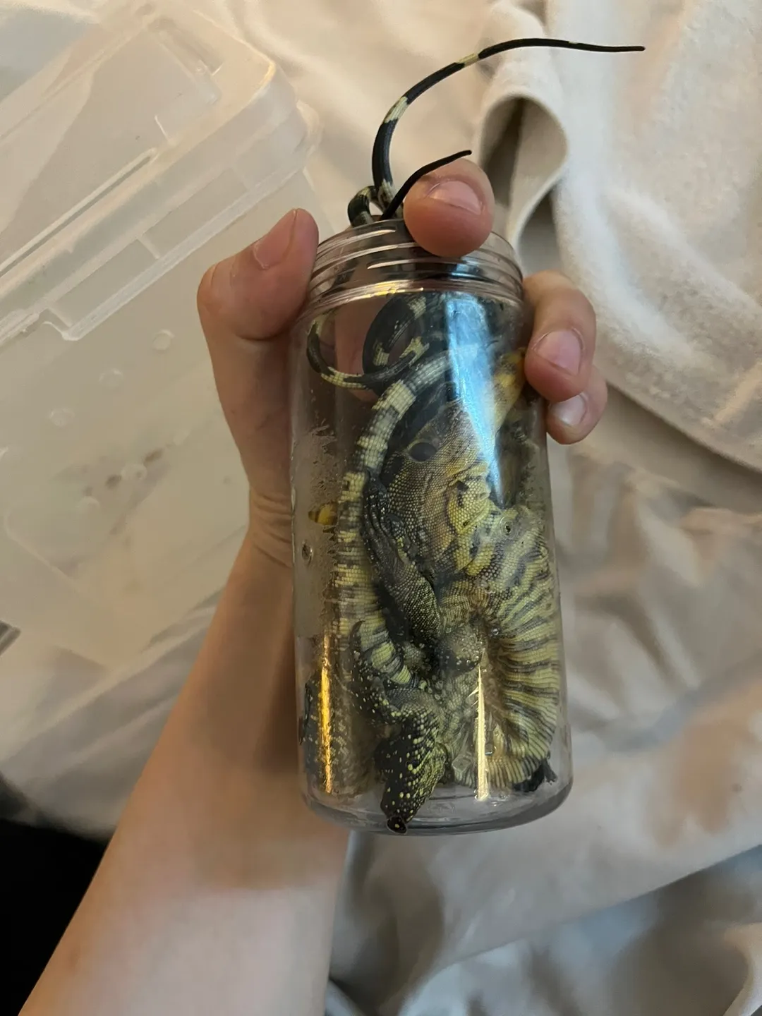 통 안에 숨겨 밀수하려다 적발된 도마뱀. 인천공항세관