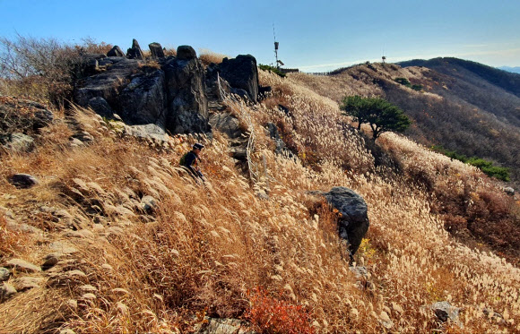 정상부 뒤덮은 오서산 억새 장관