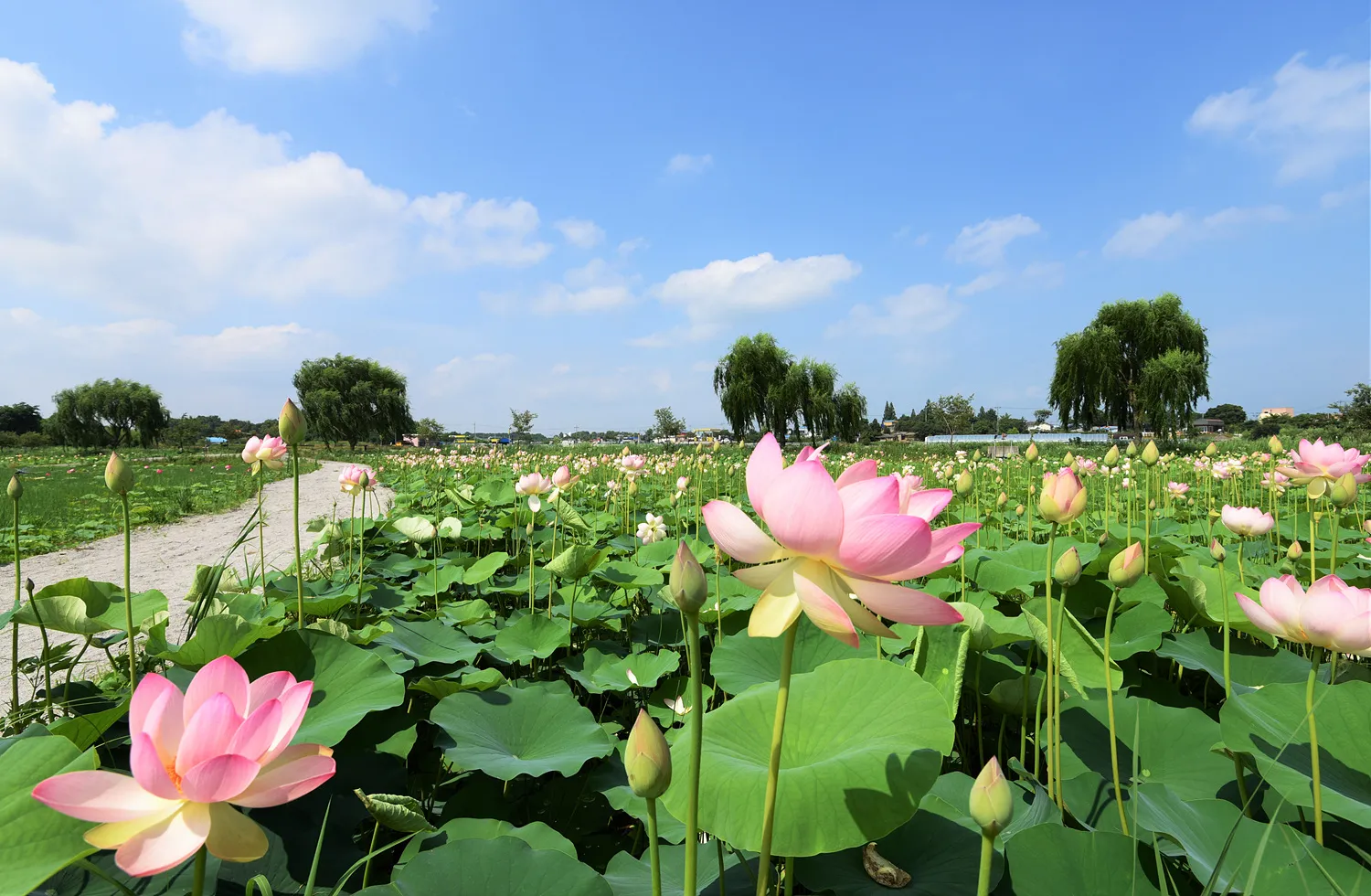 조선 3대 저수지이자 세계 관계 시설물 유산으로 지정된 합덕제.
당진시 제공