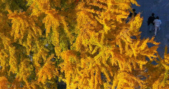 단풍 머무는 캠퍼스