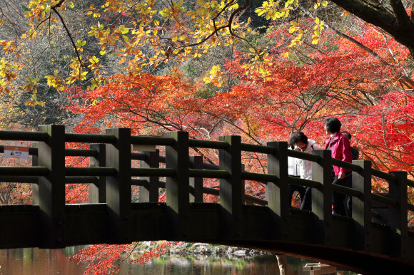 붉게 물든 단풍