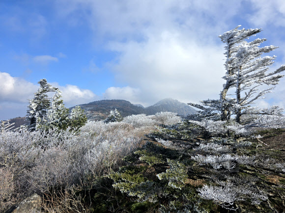 21일 경남 산청군 지리산 장터목에 상고대가 피어 있다. 2024.11.24. 지리산국립공원 경남사무소 제공