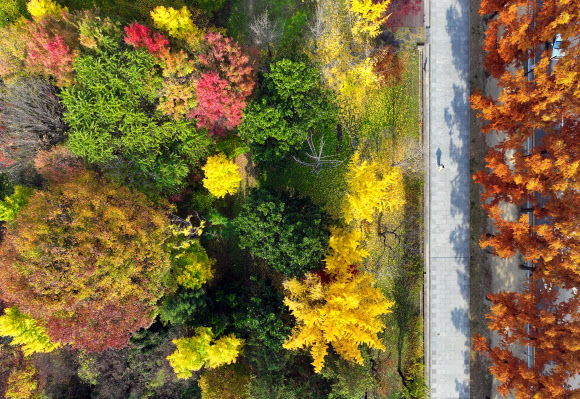 얼음이 얼기 시작한다는 절기 소설을 하루 앞둔 21일 광주 북구 전남대 교정의 나무가 늦가을에 화려한 단풍색을 발산하고 있다. 2024.11.21. 연합뉴스