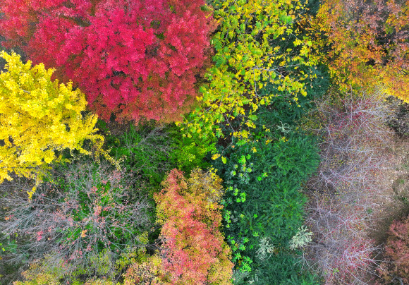 얼음이 얼기 시작한다는 절기 소설을 하루 앞둔 21일 광주 북구 전남대 교정의 나무가 늦가을에 화려한 단풍색을 발산하고 있다. 2024.11.21. 연합뉴스