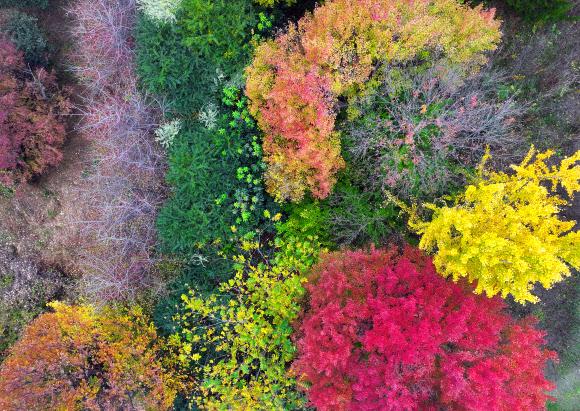 얼음이 얼기 시작한다는 절기 소설을 하루 앞둔 21일 광주 북구 전남대 교정의 나무가 늦가을에 화려한 단풍색을 발산하고 있다. 2024.11.21. 연합뉴스