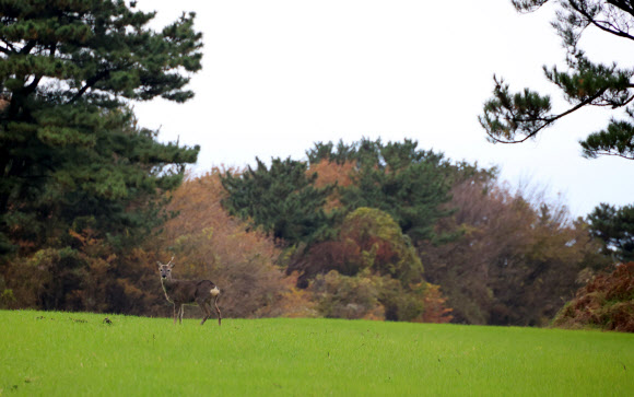 23일 제주 한라산 둘레길 천아계곡 부근 초지대에서 노루가 한가로운 시간을 보내고 있다. 2024.11.23. 연합뉴스