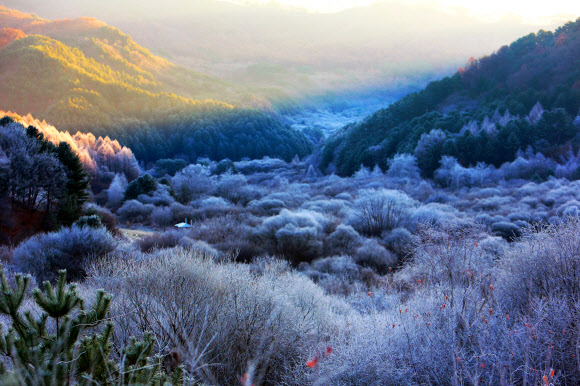 24일 새벽 강원 인제군 남면 갑둔리 일명 ‘비밀의 정원’에 서리가 내려 아름다운 풍경을 연출하고 있다. 2024.11.24. 인제군 제공