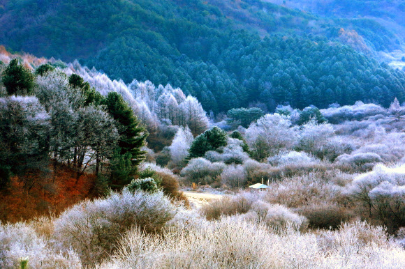 24일 새벽 강원 인제군 남면 갑둔리 일명 ‘비밀의 정원’에 서리가 내려 아름다운 풍경을 연출하고 있다. 2024.11.24. 인제군 제공