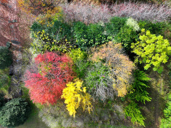 26일 광주 북구 전남대 교정의 나무들이 겨울을 앞두고 나뭇잎을 떨어뜨리고 있다. 2024.11.26  연합뉴스