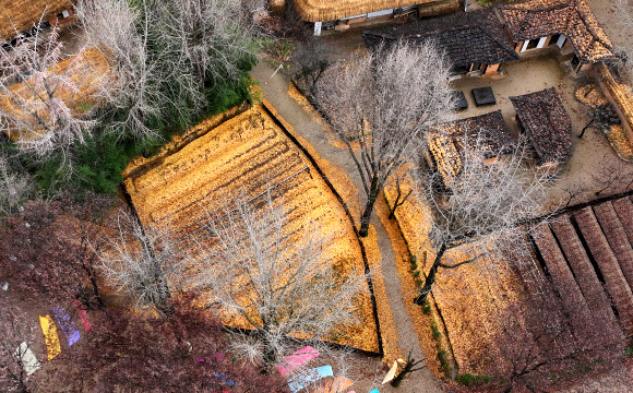 겨울을 재촉하는 비가 내린 26일 오전 경기도 용인시 한국민속촌에 낙엽이 쌓여 있다. 2024.11.26  연합뉴스