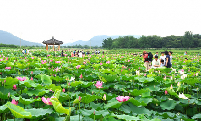 경북 경주 동궁과 월지, 첨성대와 월성, 계림 등 동부사적지 인근에 유채와 연꽃, 코스모스, 목화, 야생화, 부용화 등이 활짝 피어 장관을 이루고 있다. 경주시 제공