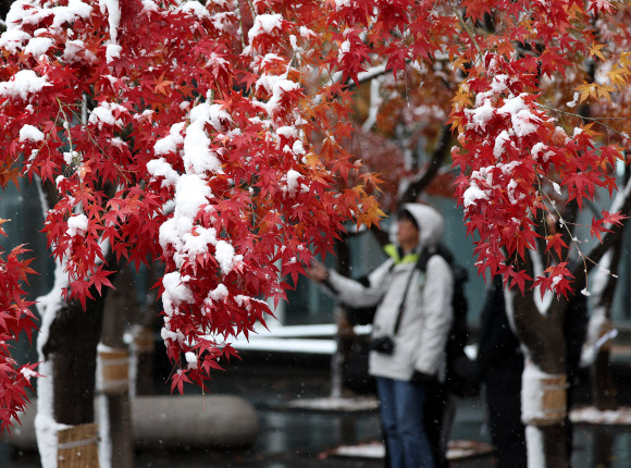 단풍과 눈