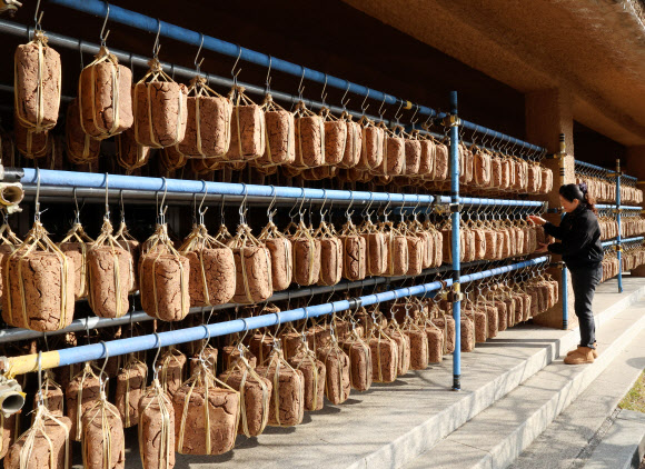 2일 대관령 기슭인 강원 강릉시 성산면 보광리의 한 전통 장 공장 처마에 메주가 주렁주렁 달려 있다. 2024.12.2  연합뉴스