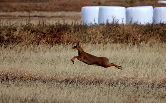 3일 강원 강릉시 연곡면의 수확이 끝난 들녘에서 고라니가 자유롭게 뛰어다니고 있다. 2024.12.3  연합뉴스