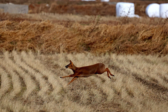 3일 강원 강릉시 연곡면의 수확이 끝난 들녘에서 고라니가 자유롭게 뛰어다니고 있다. 2024.12.3  연합뉴스