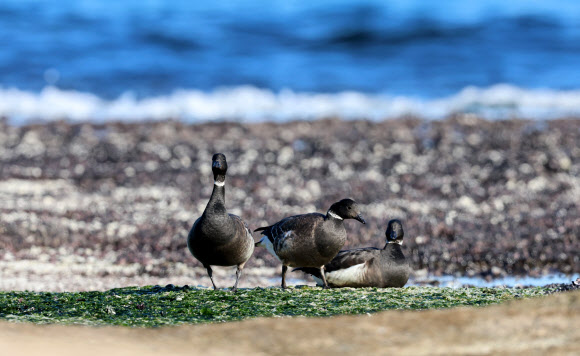 16일 천연기념물이자 환경부 멸종위기 야생생물 2급인 겨울 철새 흑기러기가 강원 고성군의 한 바닷가에서 먹이활동을 하고 있다. 2024.12.16. 연합뉴스