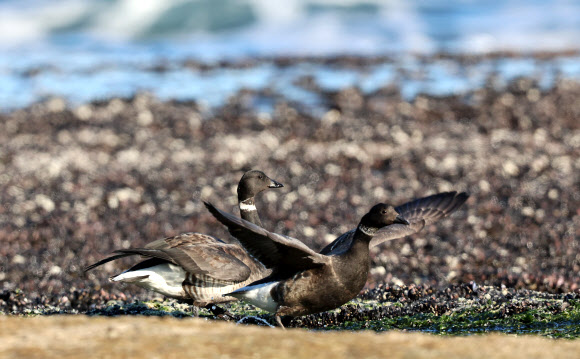 16일 천연기념물이자 환경부 멸종위기 야생생물 2급인 겨울 철새 흑기러기가 강원 고성군의 한 바닷가에 찾아왔다. 2024.12.16. 연합뉴스