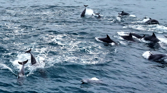 제주 바다엔 남방큰돌고래가 산다