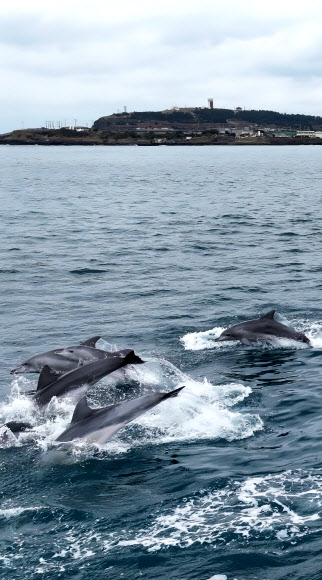 제주 바다엔 남방큰돌고래가 산다